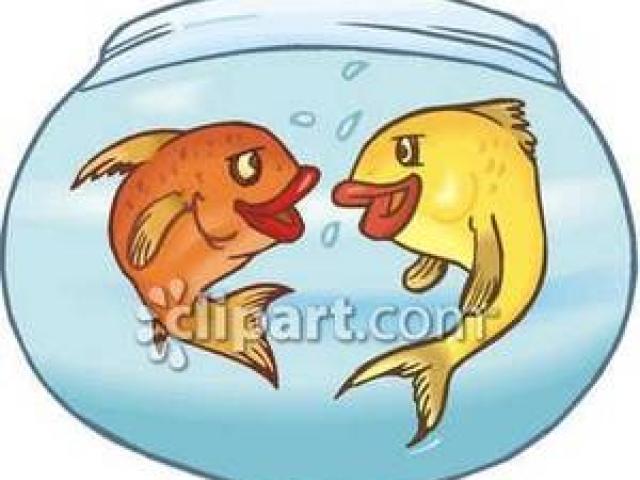 goldfish clipart two