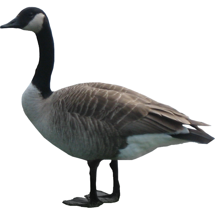 goose clipart animal canadian