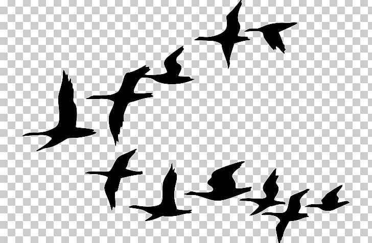 goose clipart bird migration