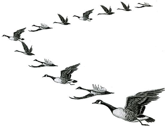 Goose clipart bird migration. Free animal cliparts download