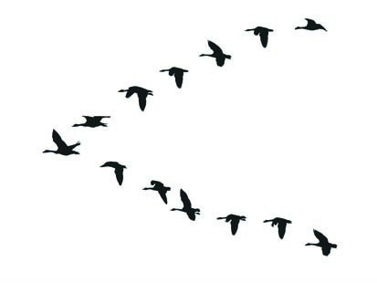 Free download best . Goose clipart bird migration