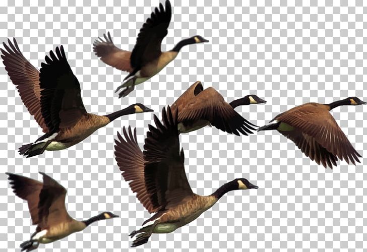 Canada duck png animal. Goose clipart bird migration