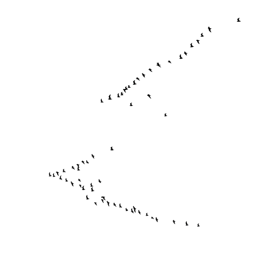 goose clipart bird migration