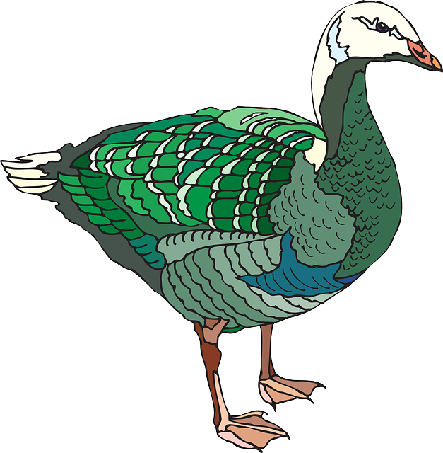 Goose clipart brown duck. Free pictures wings images
