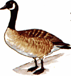 Goose clipart canada goose. Birds of behavior and