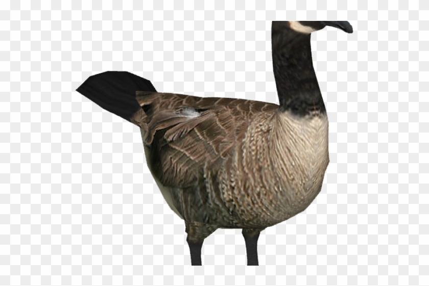 Goose clipart canada goose. Transparent hd png download
