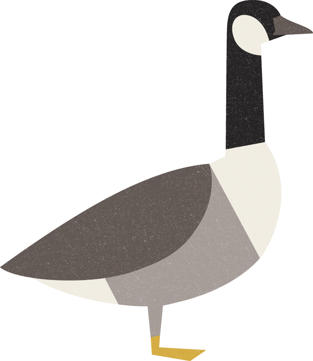 goose clipart canadian goose