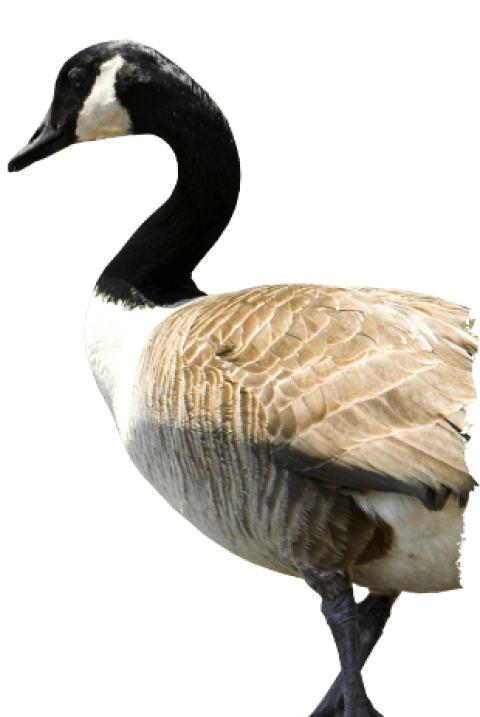 goose clipart canadian goose