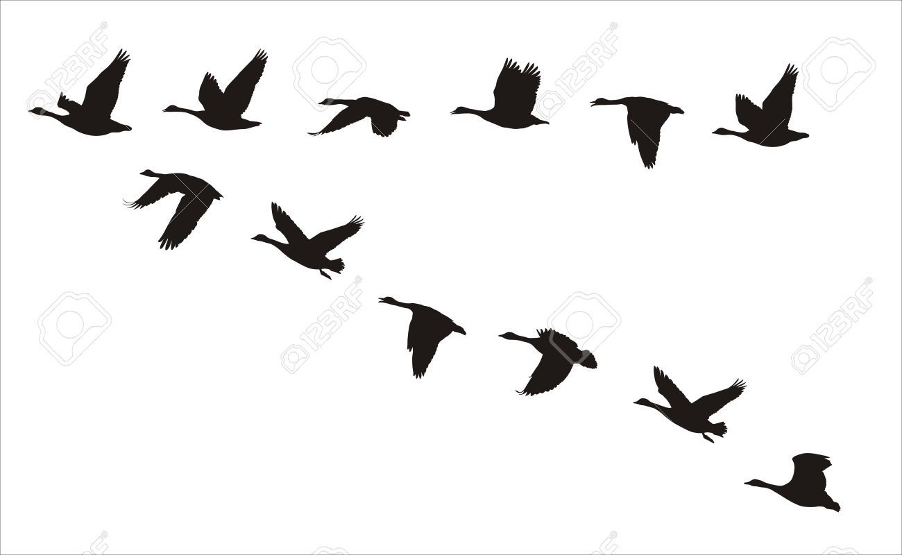 Goose clipart flying v. Pin by erin miller