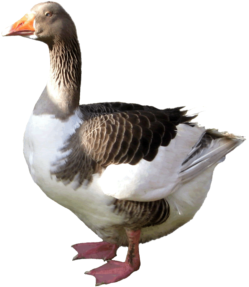 goose clipart goose hunting