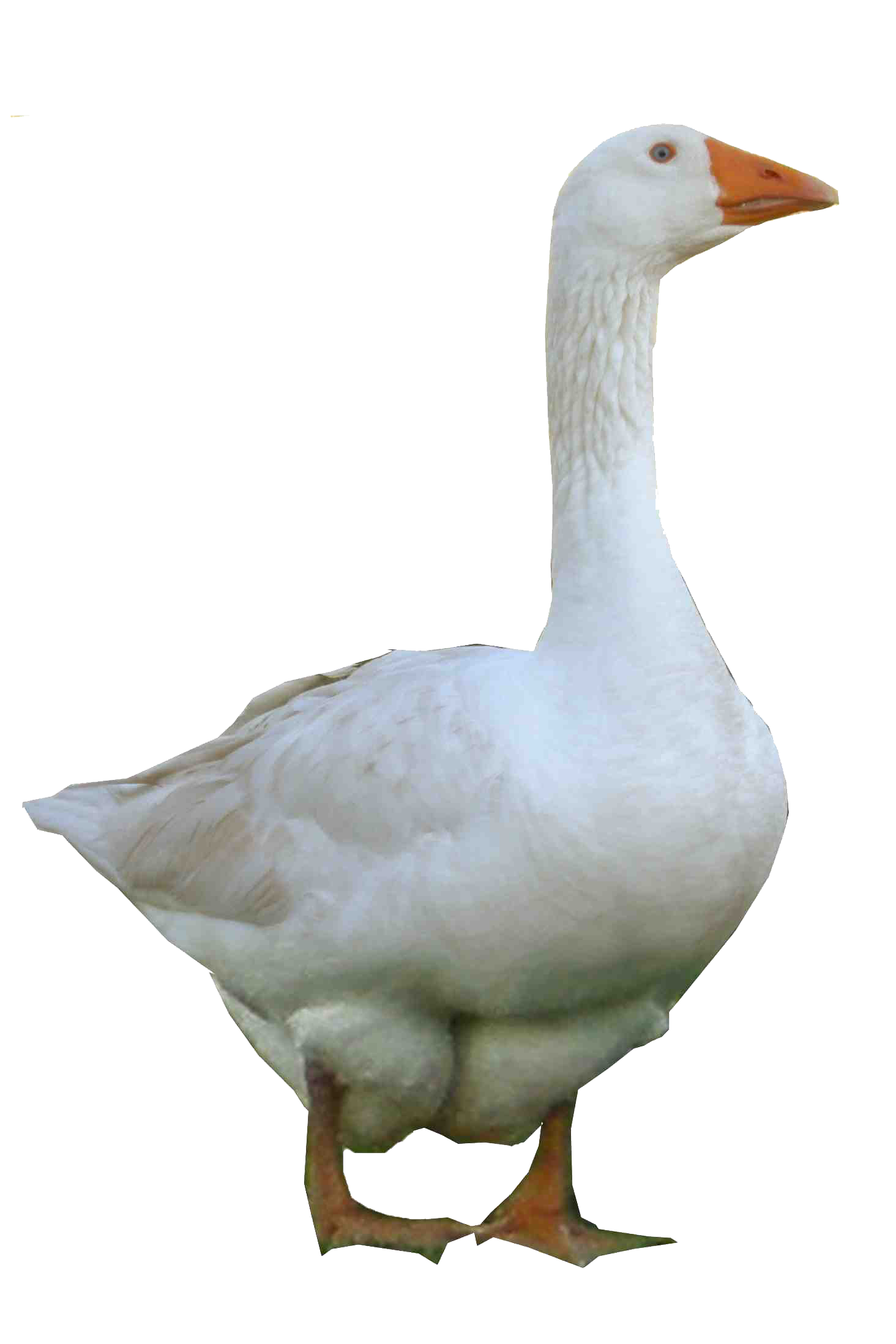 Goose clipart grey goose. Hd png transparent images