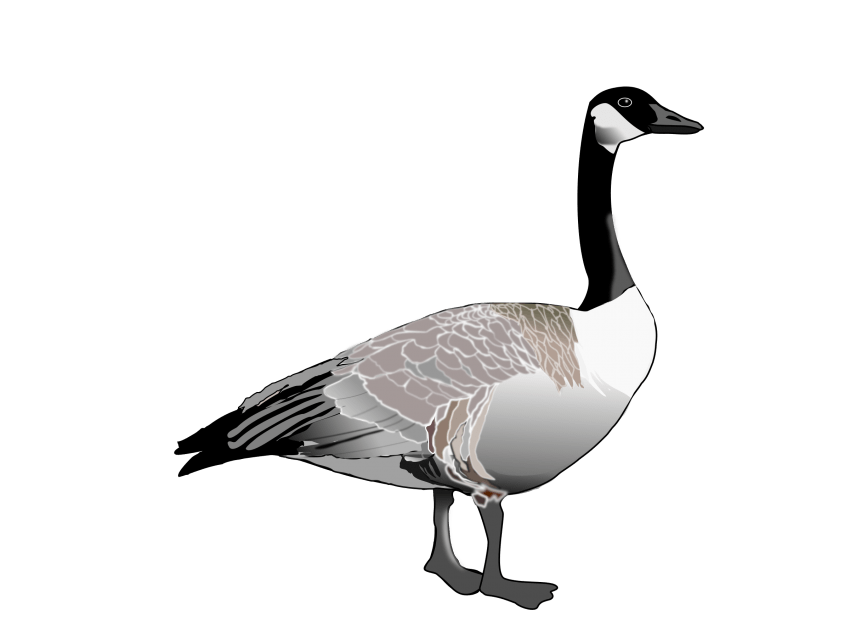 Goose clipart grey goose. Png free images toppng