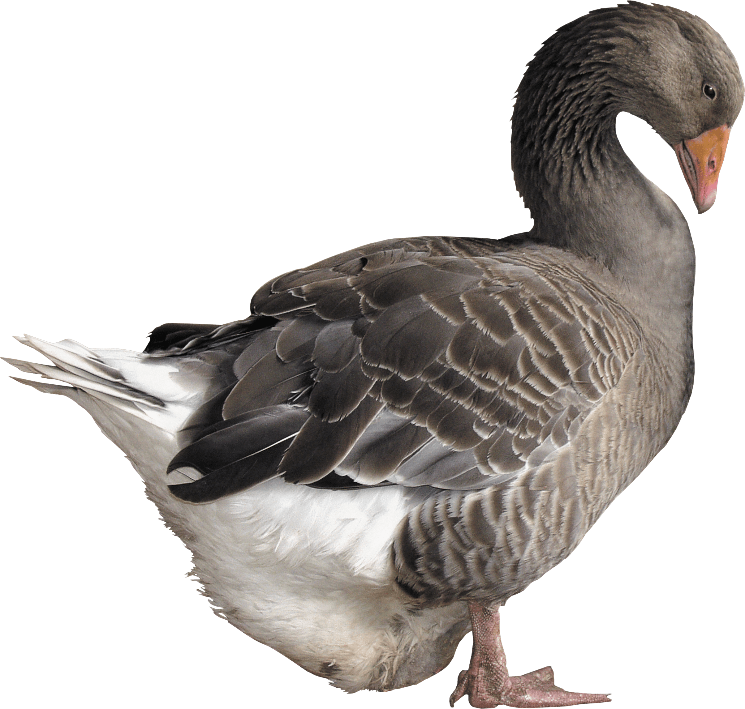 Goose clipart grey goose. Png image purepng free