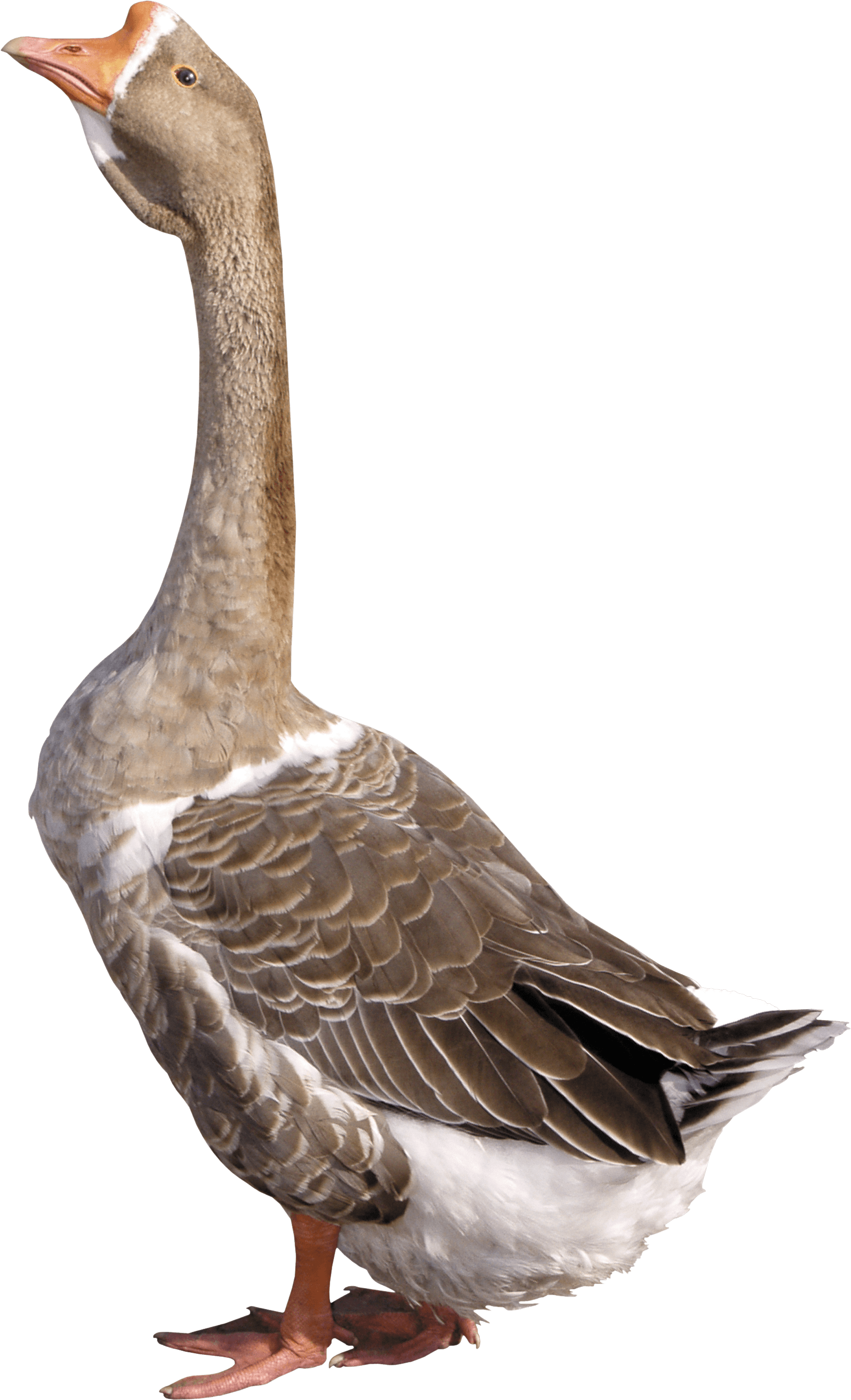 Goose clipart grey goose. Young png image purepng