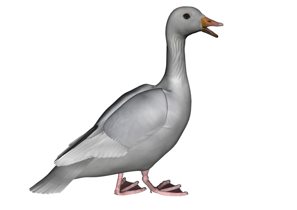 Png photos peoplepng com. Goose clipart grey goose