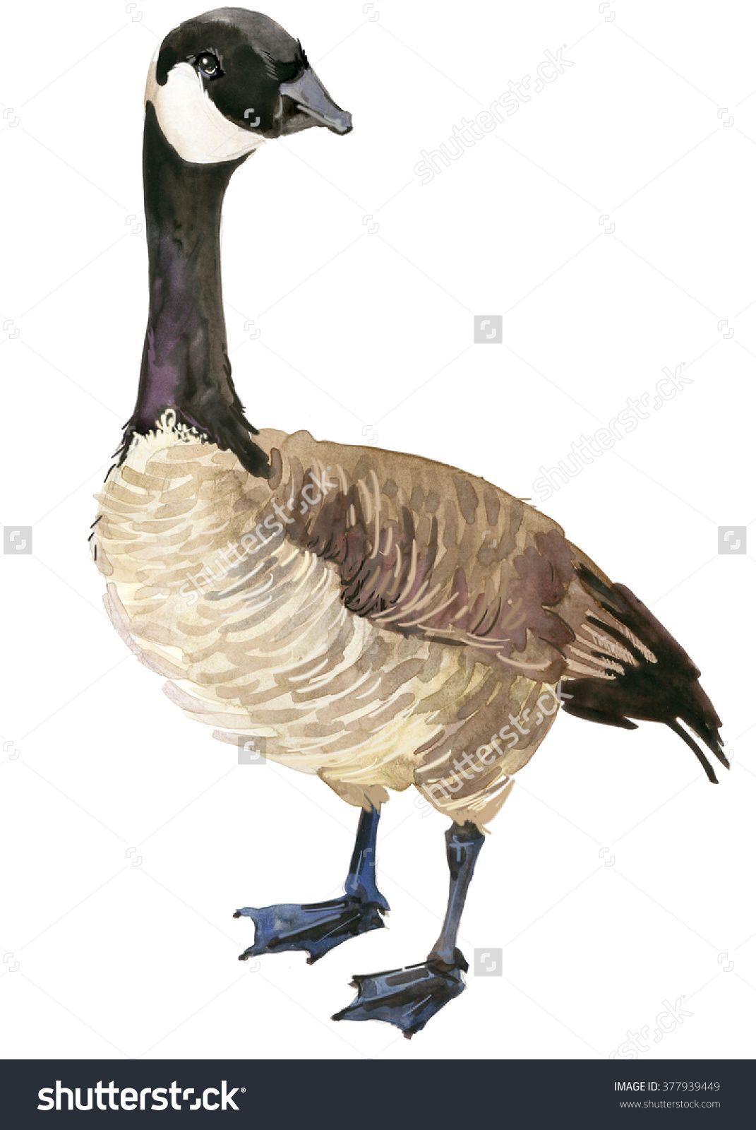 goose clipart history canadian