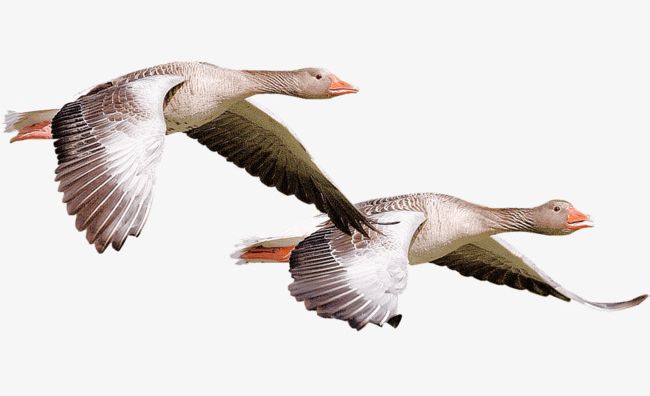 goose clipart in flight