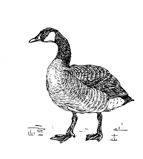 goose clipart logo