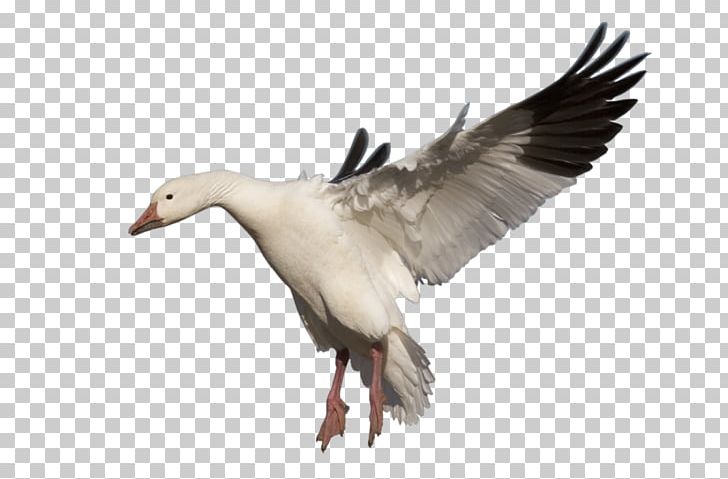 Goose clipart snow goose. Bird png animals beak