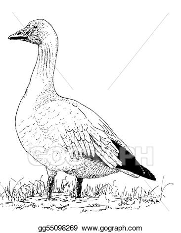 Stock illustrations gg . Goose clipart snow goose