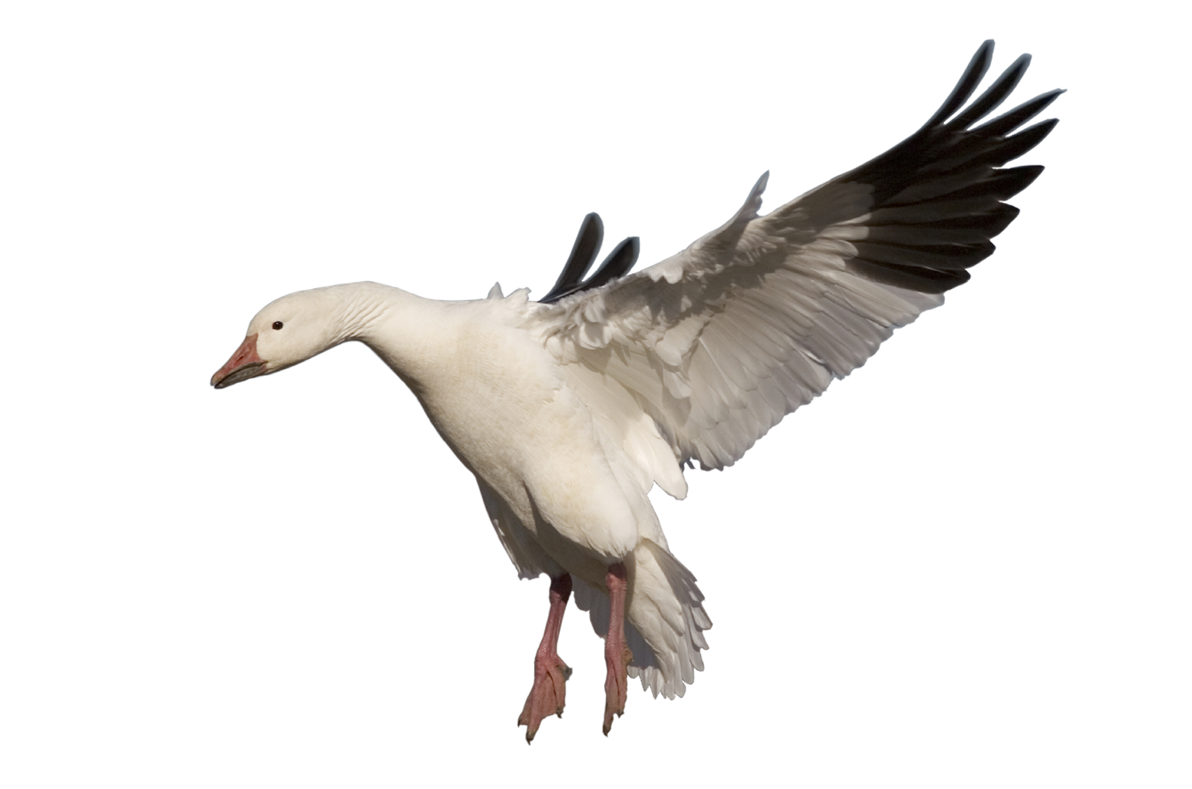 Frames illustrations hd images. Goose clipart snow goose