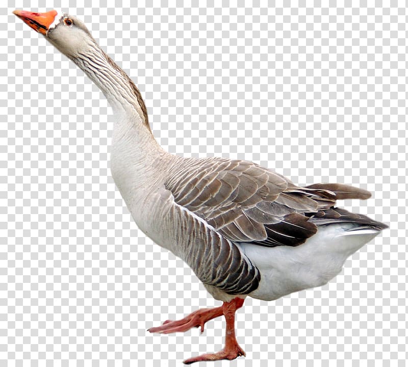 goose clipart transparent