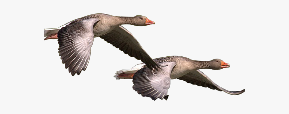 Geese migration free . Goose clipart wild goose