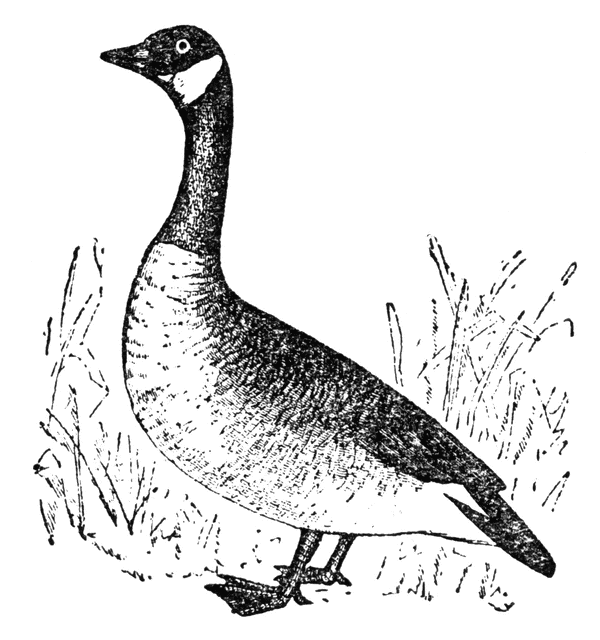 Etc . Goose clipart wild goose