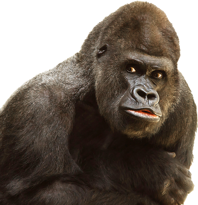 gorilla clipart albino