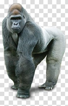 Transparent background png hiclipart. Gorilla clipart mountain gorilla