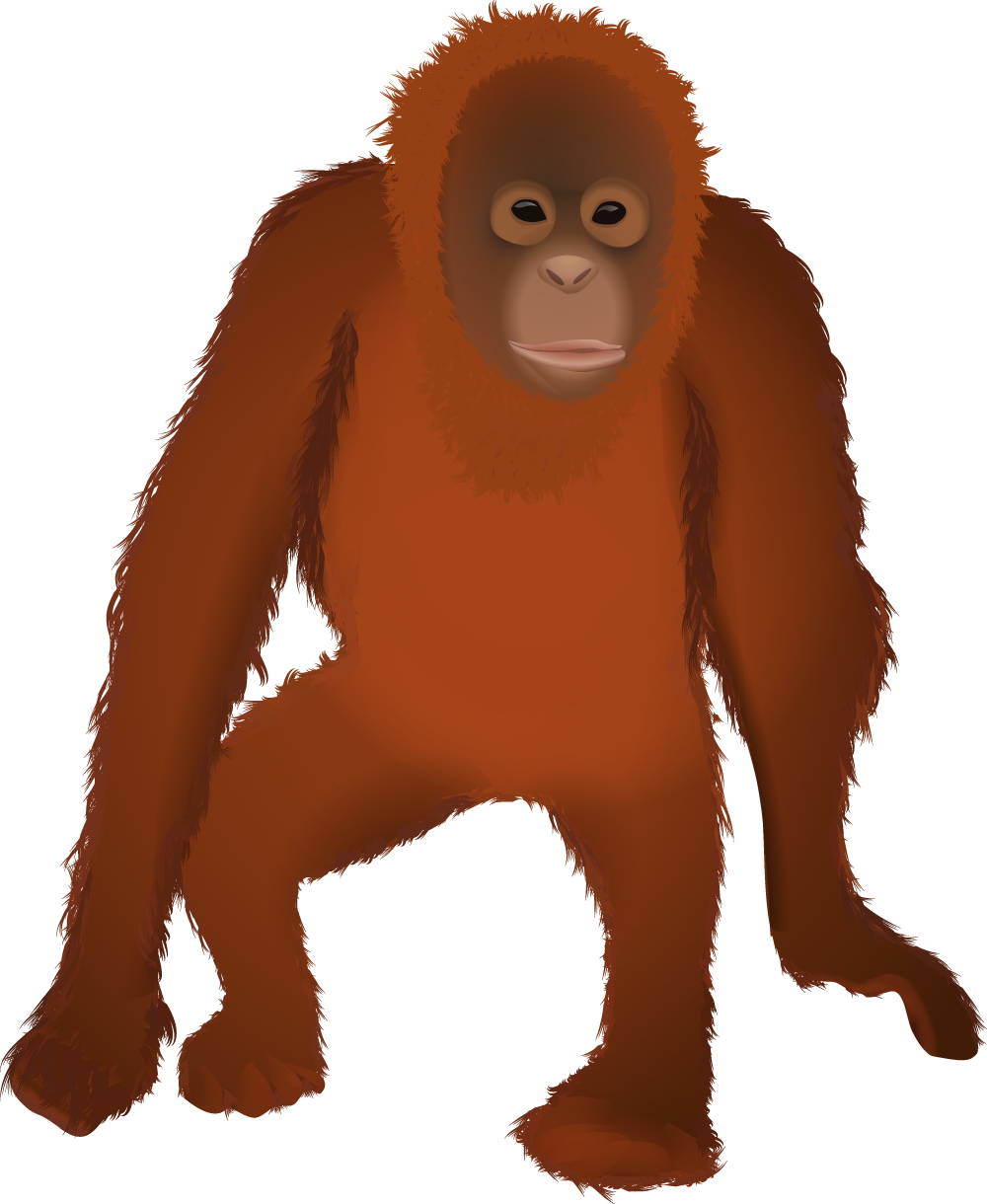 Osmawani osmawanio twitter. Orange clipart orangutan