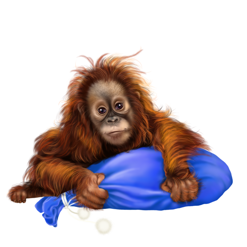 Gorilla clipart orangutan. Image du blog zezete