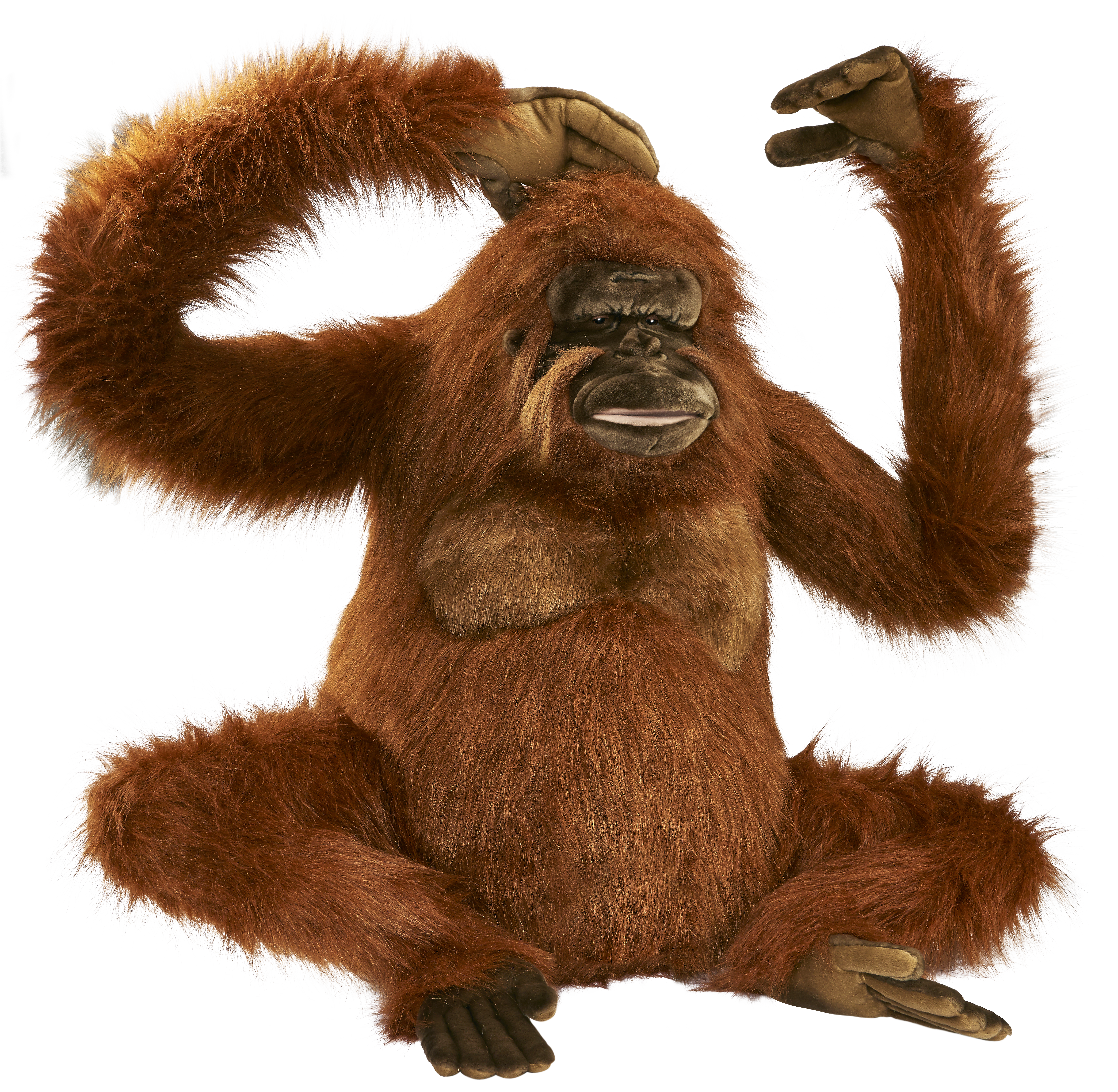 Png images free download. Orange clipart orangutan