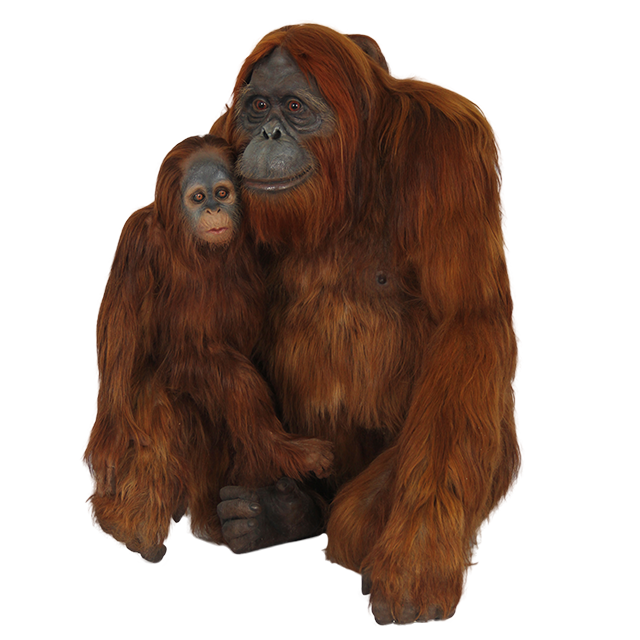 gorilla clipart orangutan