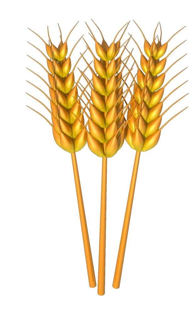 Wheat clipart grain. 