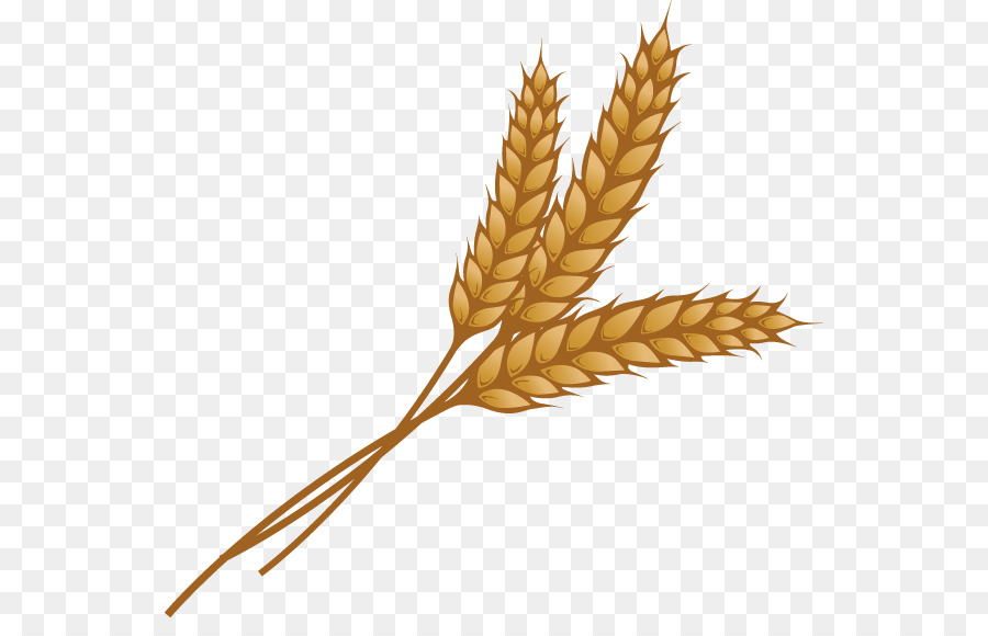 Wheat clipart. Ear grain clip art