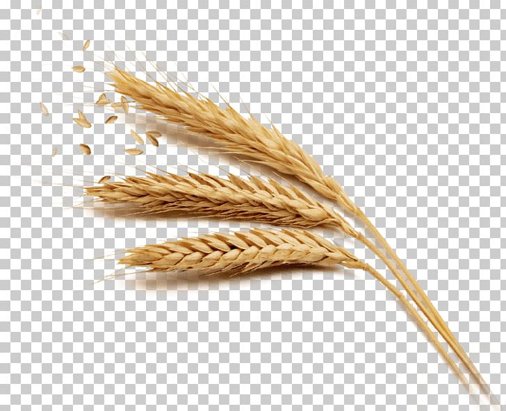 Cereal whole grain rice. Grains clipart chaff