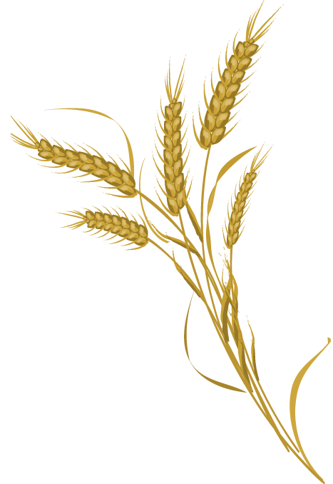 grains clipart wheat farming