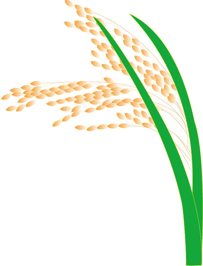 Paddy field hedao transprent. Grain clipart chicken fried rice