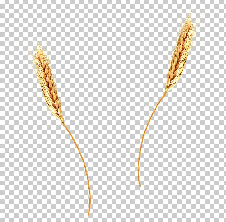 grain clipart common
