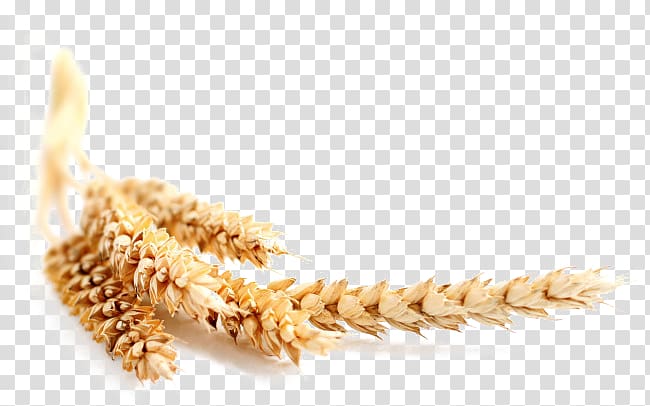 grain clipart common