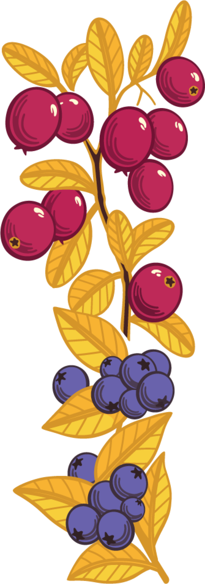 grains clipart dry fruit