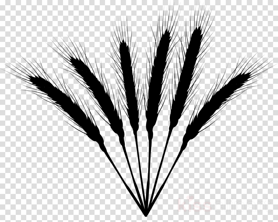 Grain clipart feather. Grass background silhouette black