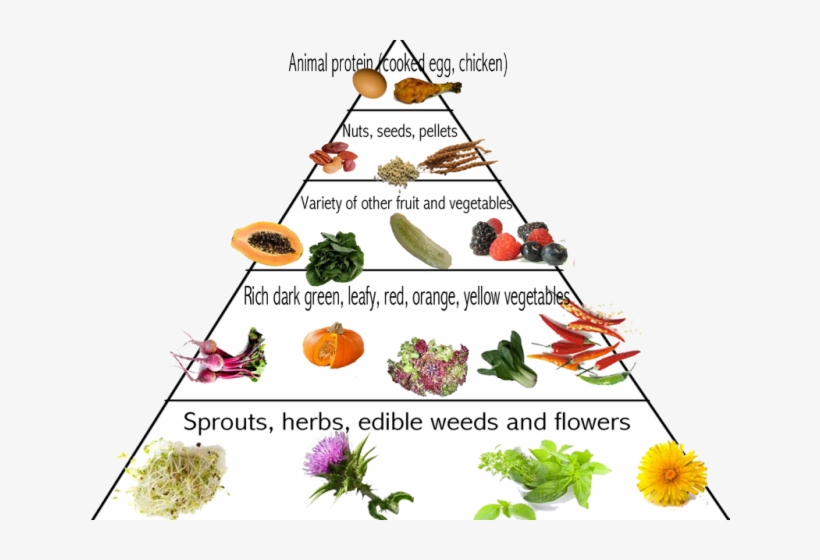 grains clipart food pyramid