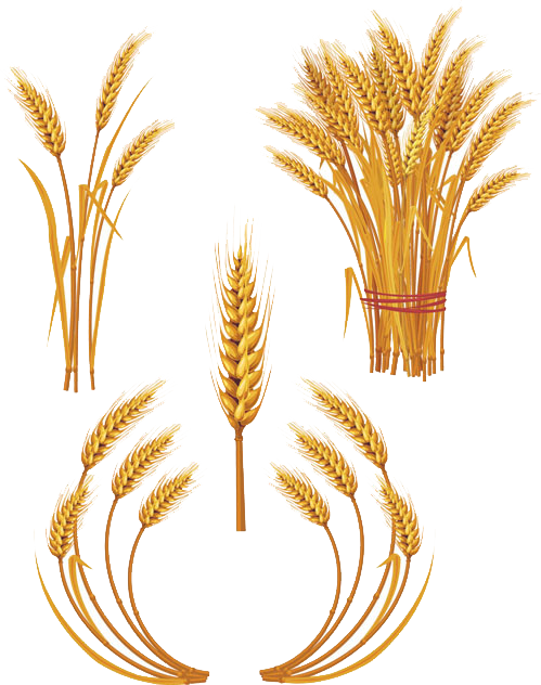 Royalty free ear clip. Grain clipart golden wheat