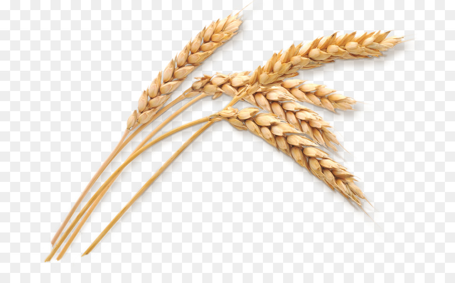 Wheat clipart wheat germ. Cartoon harvest agriculture 