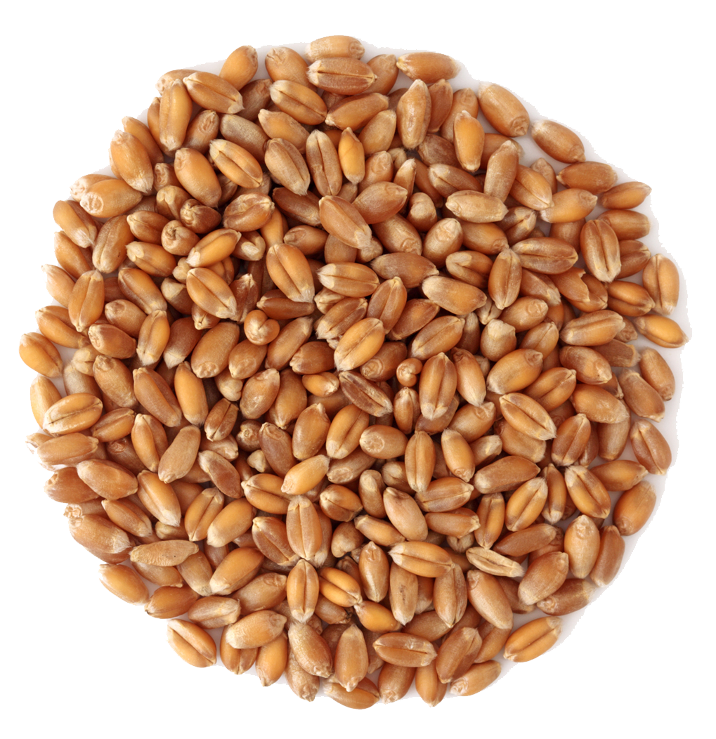 grain clipart high fiber diet