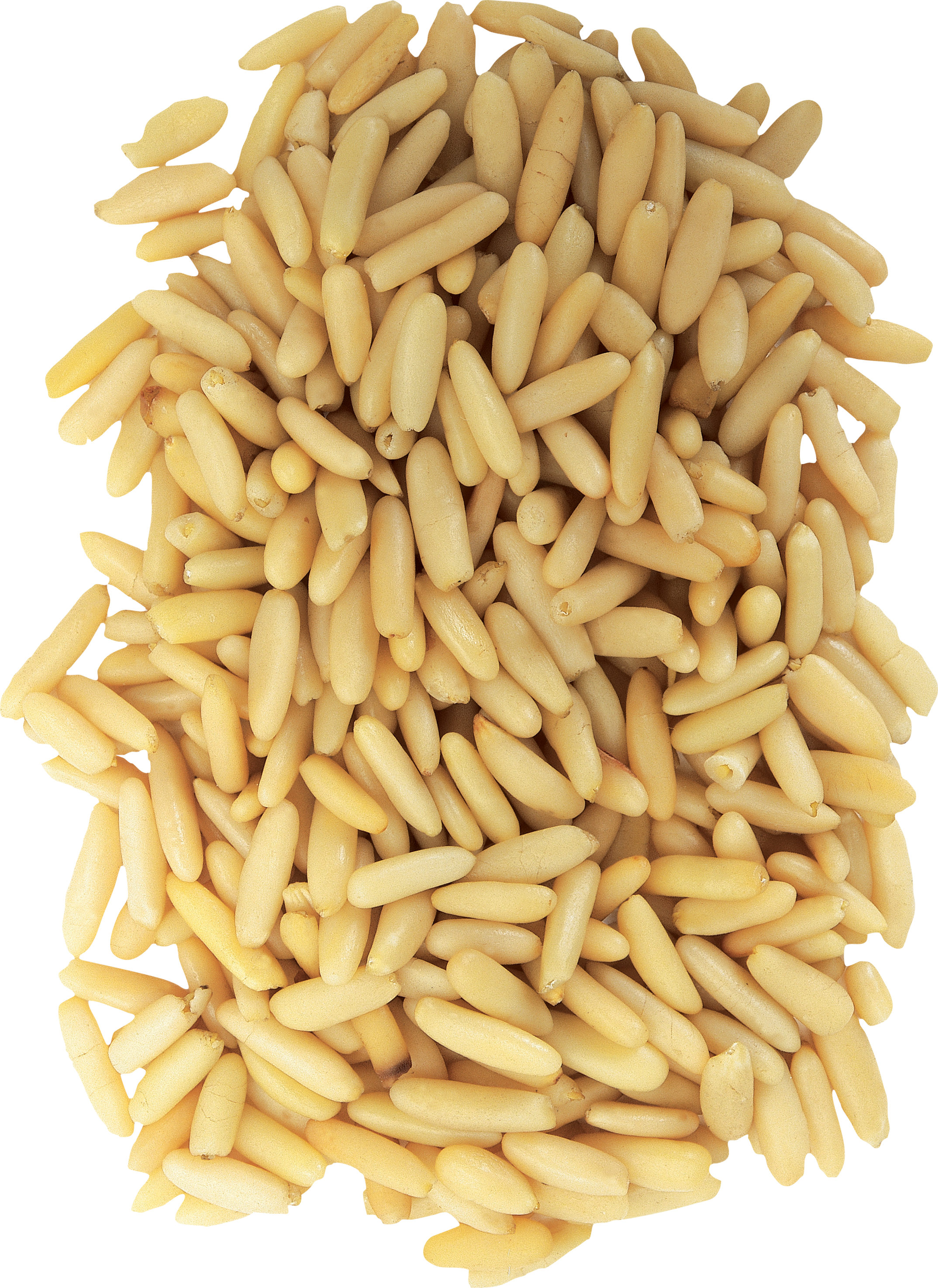 rice clipart wheat stock