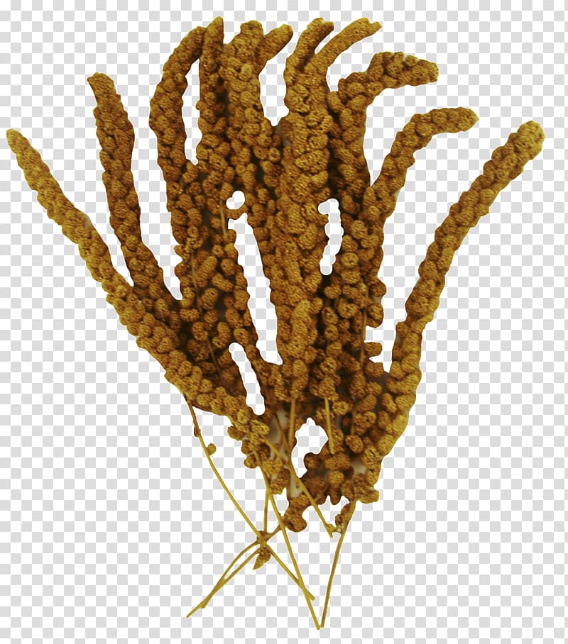 grain clipart millet