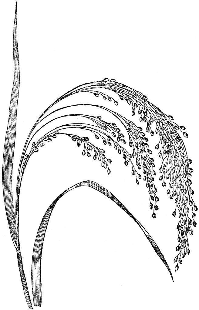 grain clipart millet